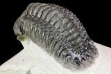 Crotalocephalina Trilobite - Beautiful Shell Quality #75461-5